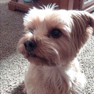 Meet your Posher, Albert